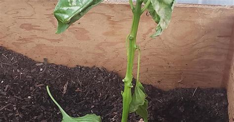 My Bell Pepper And Tomato Plant Are Struggling In The ~110° Weather Here In Phoenix Any