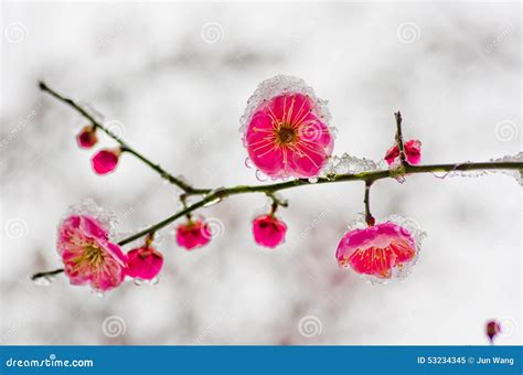 The Plum Blossom Is Covered With Snow Stock Image Image Of Cold