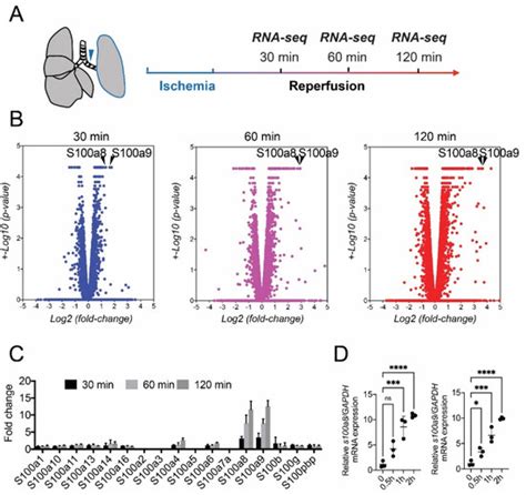 Functional Blockage Of S100a8a9 Ameliorates Ischemiareperfusion