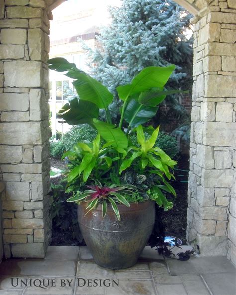 Outdoor Tropical Plants - G4rden Plant