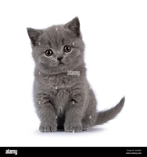 Gray Kitten Pictures