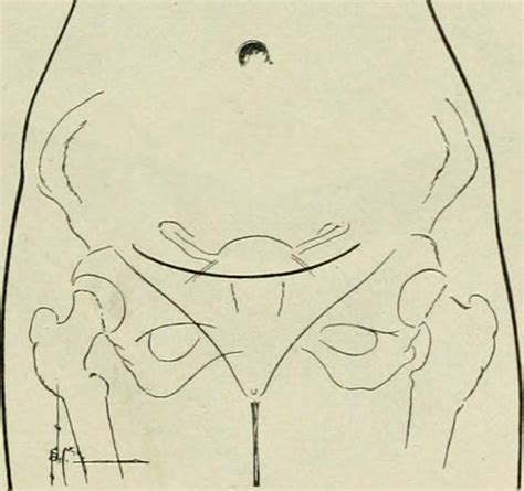 Vagina 10 fatos que você precisa saber sobre ela
