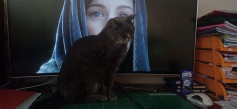 How my 21 yo cat looks like :) : r/cats