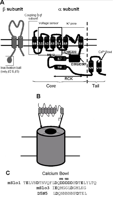 Large conductance Ca2+-activated K+ (BK) channel: Activation by Ca2 ...
