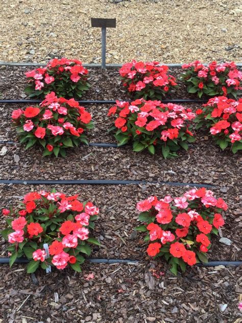 IMPATIENS SunPatiens Compact Hot Coral Truck Crops Trial Garden