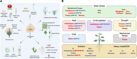 Frontiers | miR160: An Indispensable Regulator in Plant