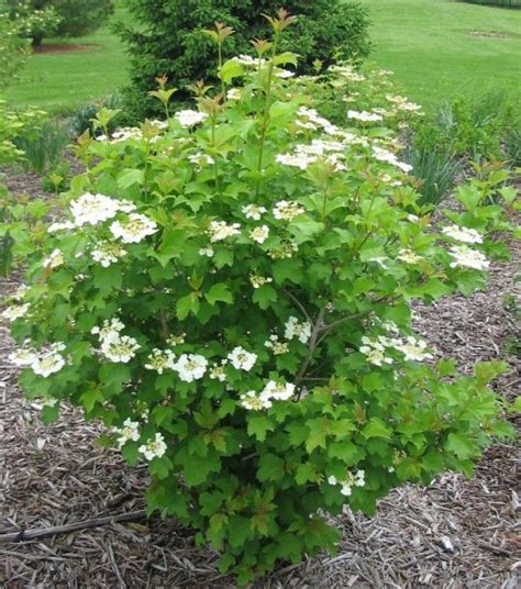 Viburnum Trilobum Wentworth Wentworth American Cranberry Bush