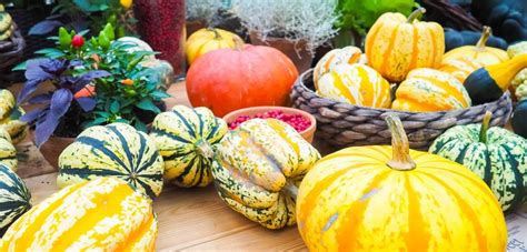 Der Kürbis → Lesen Sie hier alles Wichtige dazu