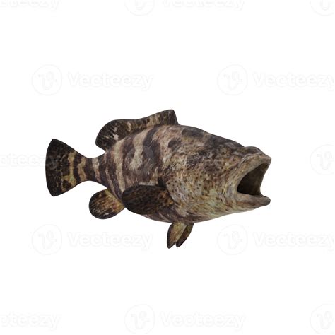 Atlantic Goliath Grouper Isolated Png