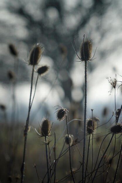 Premium Photo Close Up Of Dried Thistle Flowers On Field