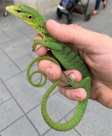 Pin By Johan Wouters On Reptiles Cute Reptiles Reptiles Pet Reptiles