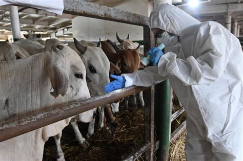 Penyakit Mulut Dan Kuku Menyebar Di 16 Provinsi Perketat Pengawasan