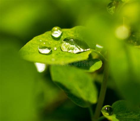 Descensos Del Agua En Una Hoja Verde De Una Planta Imagen De Archivo