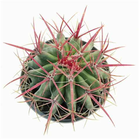 Ferocactus Stainesii Cm Cactaceae Giromagi Vendita Piante Grasse