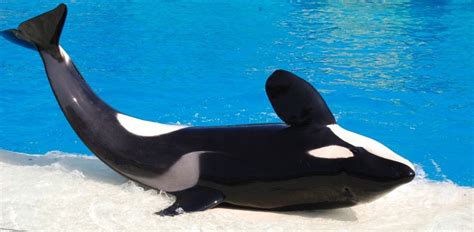 Shamu Putting On A Wonderful Show At Seaworld San Diego Seaworld San