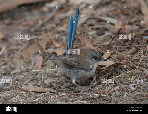 Superb Fairy Wren Stock Photo - Alamy