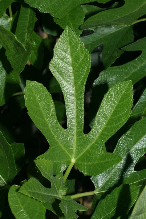 Ficus Carica Illustrations Eflore Tela Botanica