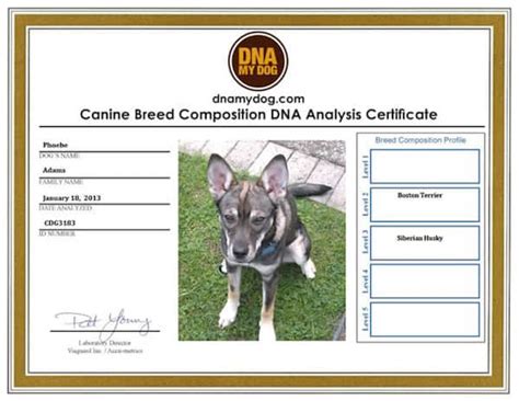 dog dna tests overview explanation  kit reviews