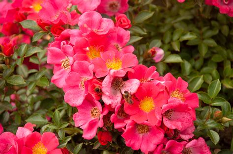 Stadt Rom® | Szkółka Róż ROSARIUM