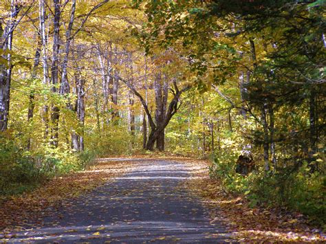 Beautiful Country Road In Fall Free Stock Photo - Public Domain Pictures
