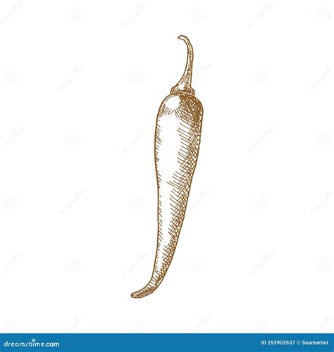 Red Hot Chilli Pepper Isolated Spicy Vegetable Stock Vector Illustration Of Pepper Chili