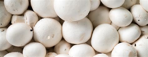 History of White Button Mushrooms & Guidance of its Journey- MUSHROO