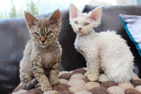 Gorgeous Devon Rex Kittens Includes Neuterspay Devon Rex Kittens