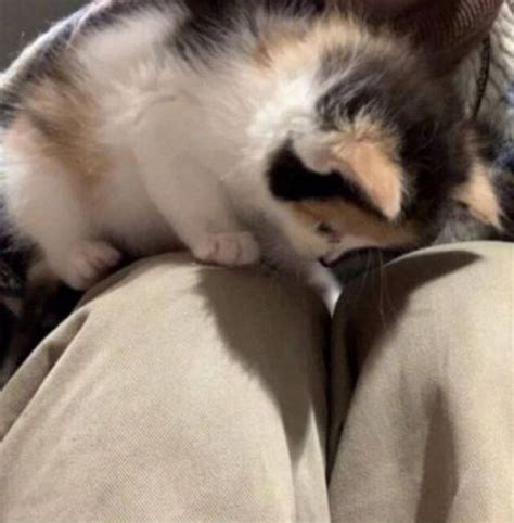 honey teddy ꒱ on Tumblr