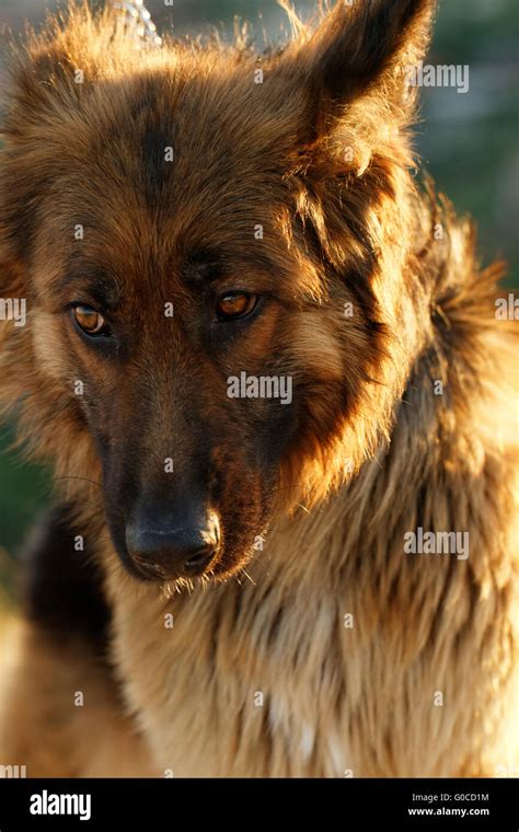 Photo Of A Friendly German Shepherd Dog Stock Photo Alamy