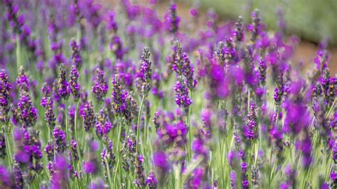 На Голанах, как в Провансе: расцвела лаванда. Где увидеть, сколько стоит