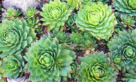 Молодило Сорта И Виды Фото С Названием – Telegraph