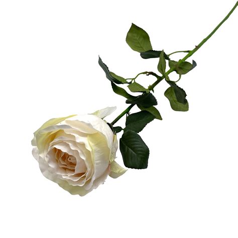 Rose Princess | Rosen & Orchideen | Blumen | Hinteregger Webshop