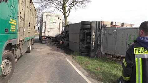 Schweine Laster Aus Hamm In Kalkar Umgekippt Fotos