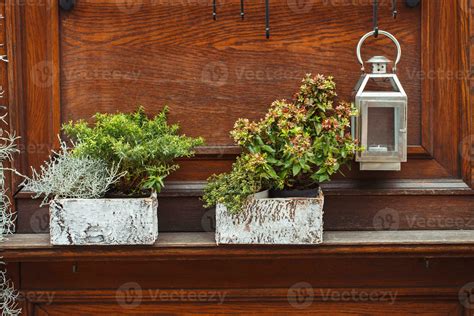 Fall and winter outdoor plants in boxes at flower shop. Winter and