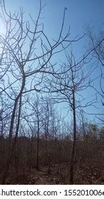 Naked Tree Branches Against Blue Sky Stock Photo 1552010066 Shutterstock