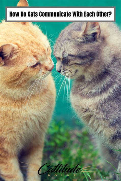 We Know That Our Feline Friends Use Their Meows To Communicate With Us