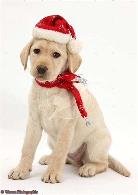 Christmas Lab Puppies Atelier Yuwa Ciao Jp