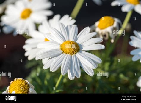 White English Daisy blooms in spring time Stock Photo - Alamy