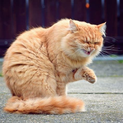 Why Is My Cat Sneezing? Causes and Solutions - Hunter Games Magazine