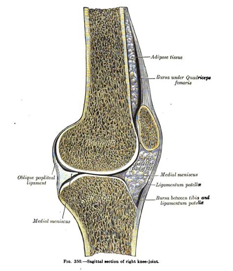 5621 Fotos De Stock De Anatomia Do Joelho Fotos De Stock Gratuitas E