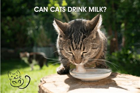 Can Cats Drink Milk What Kind Of Milk Can Cats Drink Pet Queries