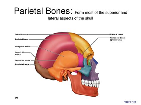 Ppt The Skull Powerpoint Presentation Free Download Id5537467