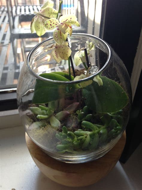 Orchid Terrarium With Help Of Westelm Orchid Terrarium Orchids