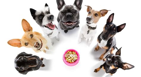 multiple dogs dont   feeding mistake proud dog mom