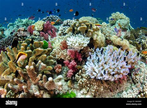 Coral reef showing diversity of corals, Fiji Stock Photo - Alamy