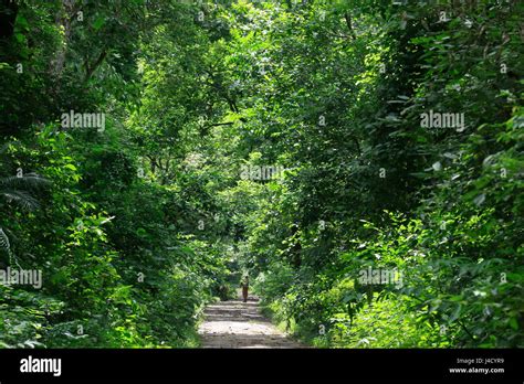 Madhupur National Park Tangail Bangladesh Stock Photo Alamy