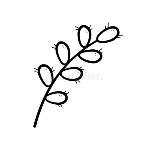 Pussy Willow Branch Silhouette Stock Illustrations Pussy Willow Branch Silhouette Stock