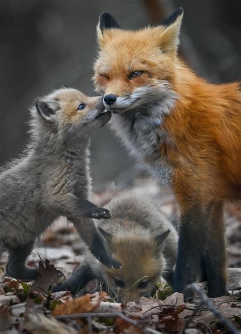 Adorable Baby Foxes Playing in the Woods