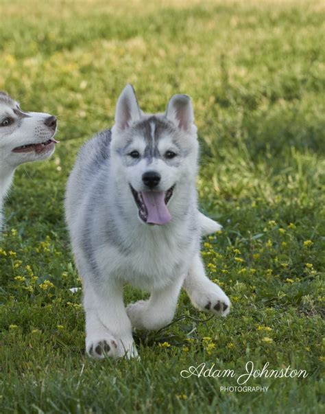 White Grey Siberian Husky