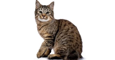 Types Of Bobtail Cats Imp World